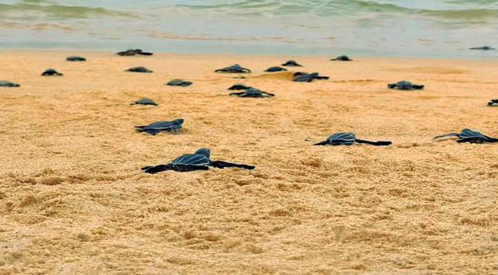 Liberan crías de tortugas Laúd y Golfina en la bahía de CSL